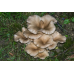 Мицелий Вешенки рожковидной / Вешенка обильная (Pleurotus cornucopiae)